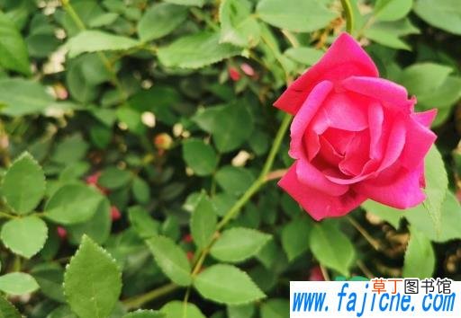 养玫瑰花哪些事项是要注意的 玫瑰花怎么养才不会枯萎