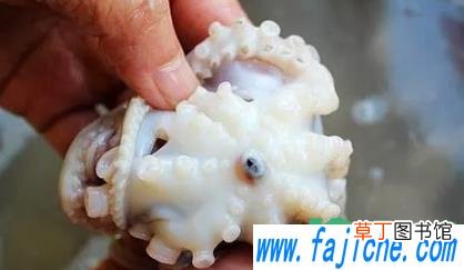 八爪鱼皮怎么处理下去 八爪鱼怎么清洗要去皮吗