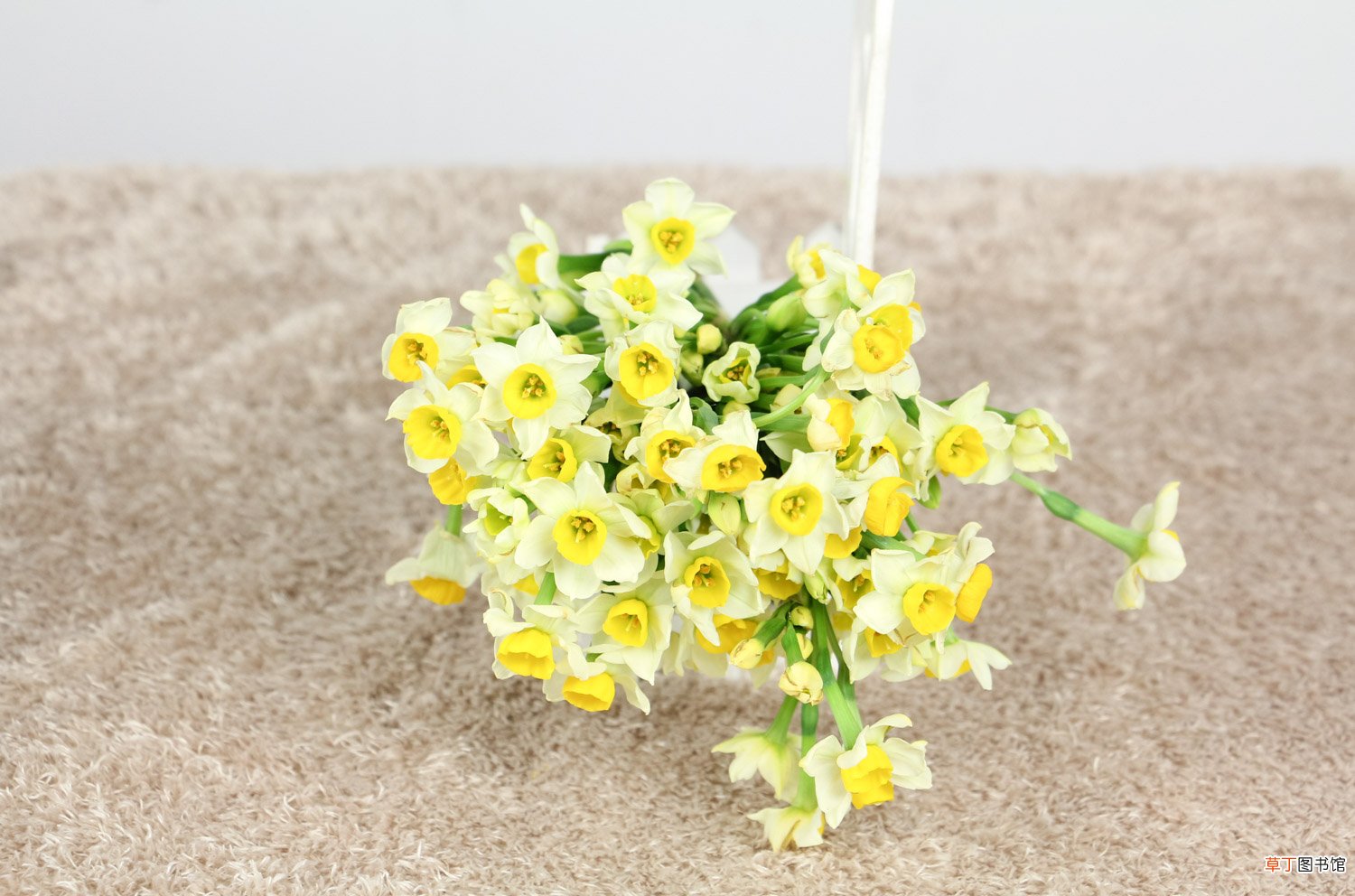 盆栽水仙花养殖方法，水仙花能在室内养吗