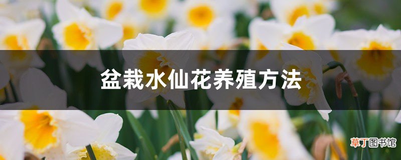 盆栽水仙花养殖方法，水仙花能在室内养吗