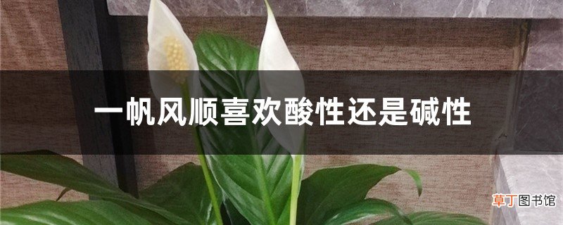 一帆风顺喜欢酸性还是碱性,一帆风顺能在北方养吗