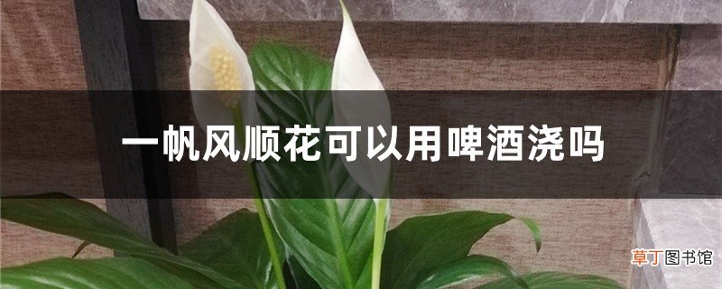 一帆风顺花可以用啤酒浇吗，一帆风顺浇水注意什么
