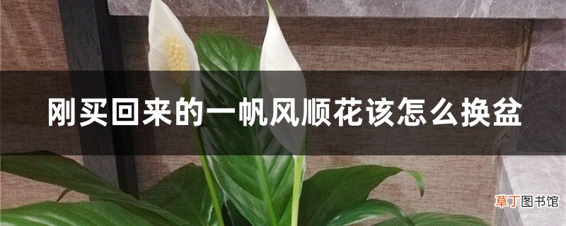 刚买回来的一帆风顺花该怎么换盆，换盆后有黄叶正常吗