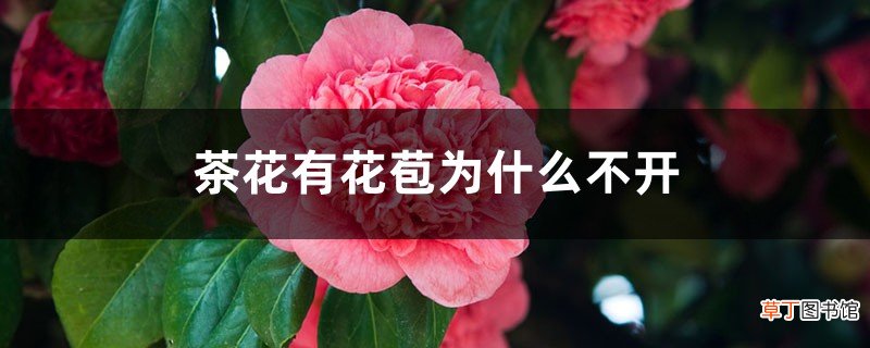 茶花有花苞为什么不开，茶花如何促花
