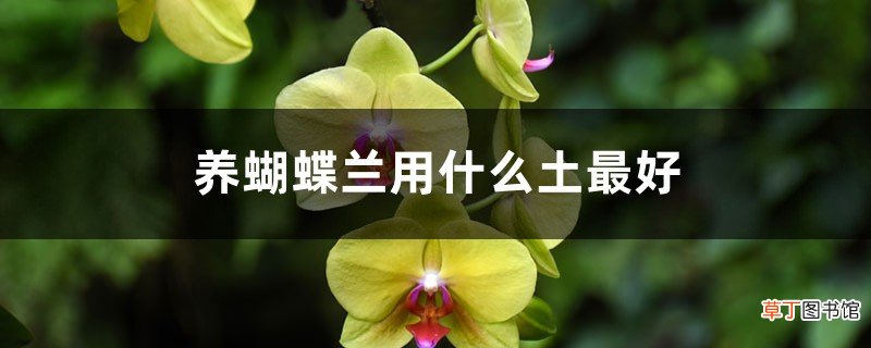 养蝴蝶兰用什么土最好，新买的蝴蝶兰怎么栽
