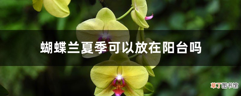 蝴蝶兰夏季可以放在阳台吗，蝴蝶兰夏季怎么管理