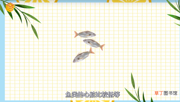 鱼有心脏吗