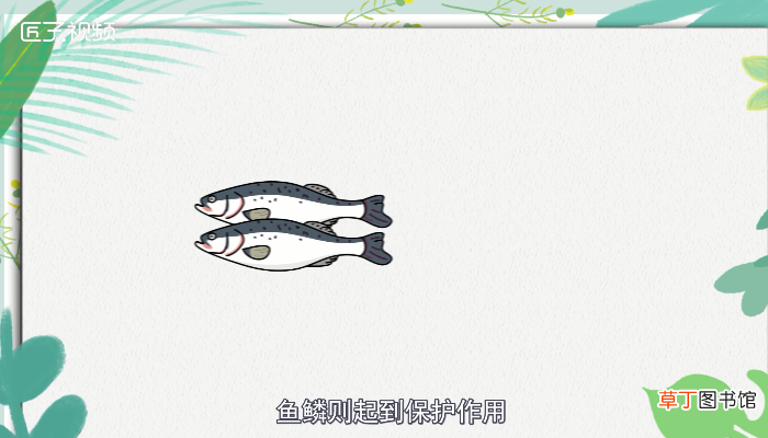 鱼有心脏吗