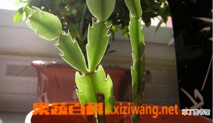 怎样嫁接蟹爪兰