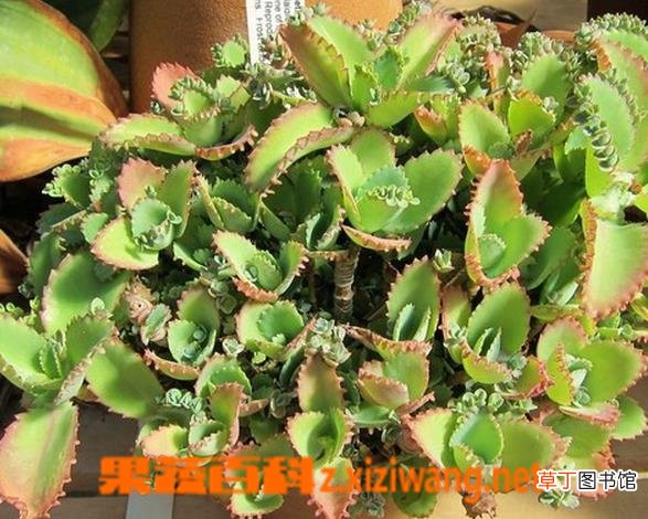 不死鸟的种植要点及栽培技术