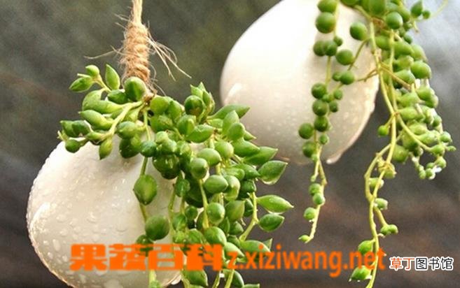 珍珠吊兰养殖方法及栽培注意事项