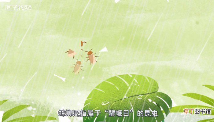 蟑螂怕什么