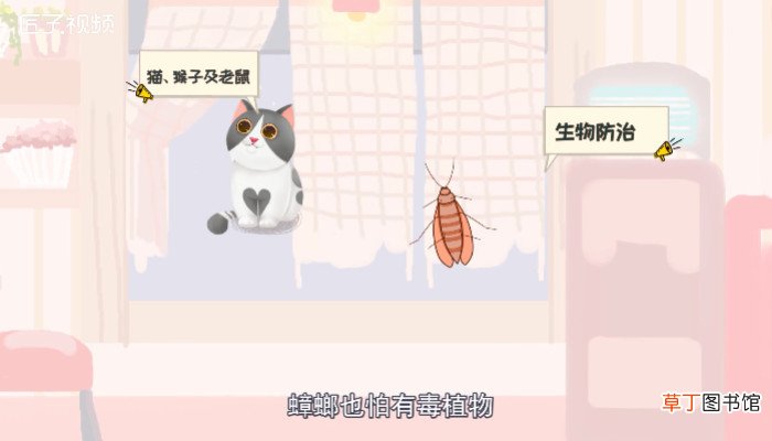 蟑螂怕什么