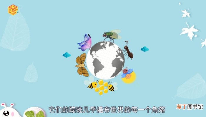 昆虫有哪些