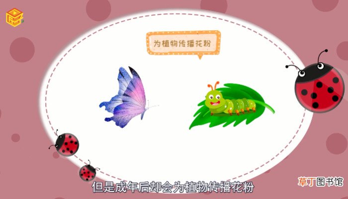 昆虫有哪些