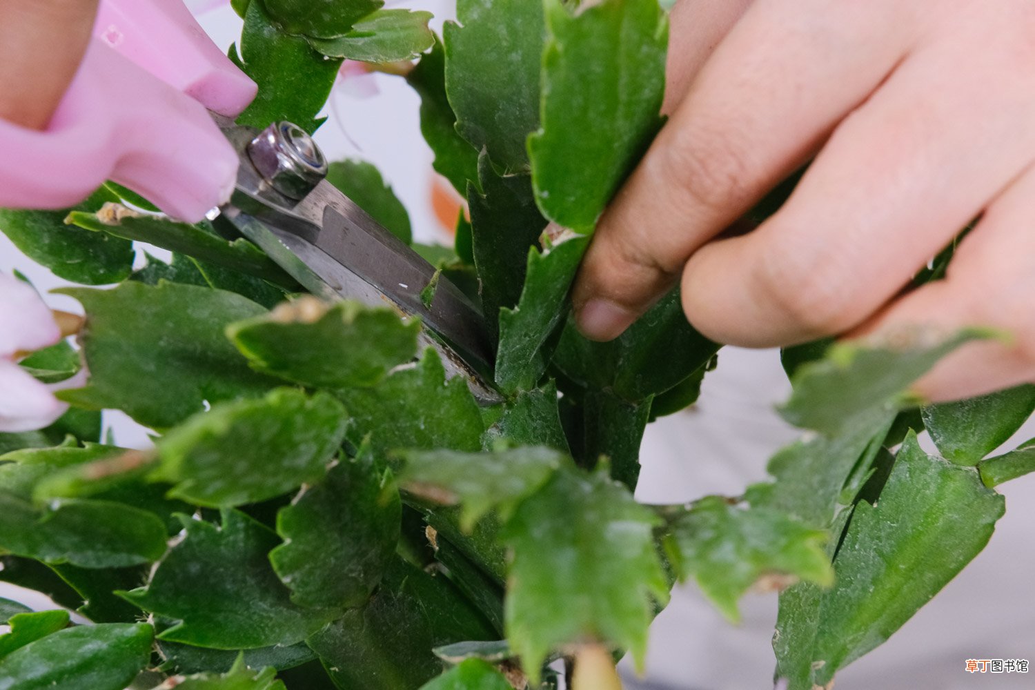 蟹爪兰嫁接用什么砧木,蟹爪兰嫁接时间和方法