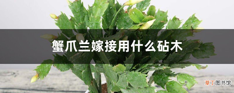 蟹爪兰嫁接用什么砧木,蟹爪兰嫁接时间和方法