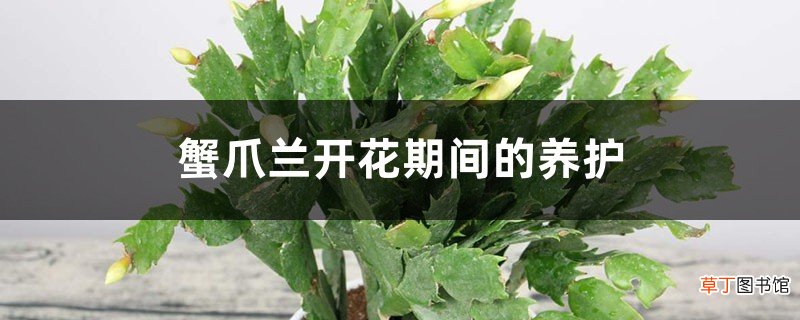 蟹爪兰开花期间的养护，开花时间