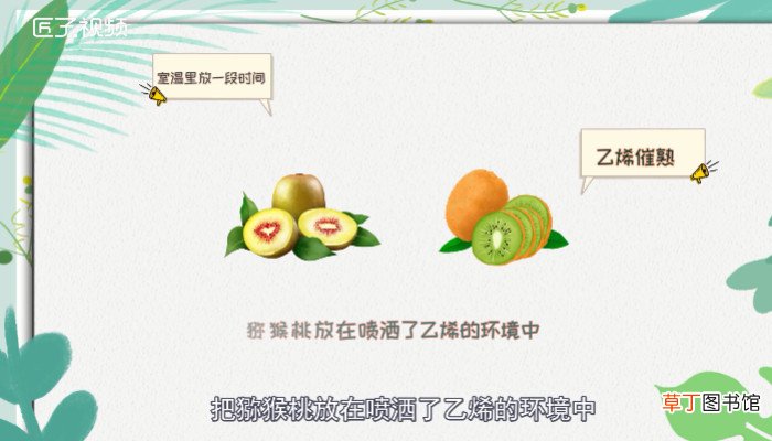 猕猴桃怎么催熟