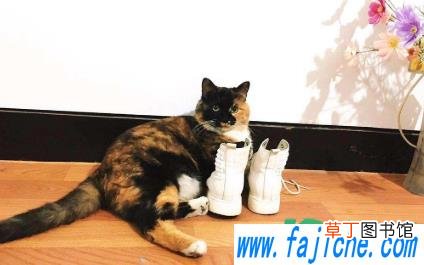 母猫生崽不管怎么办 母猫生完猫不照顾猫崽怎么办