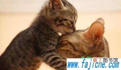 母猫生崽不管怎么办 母猫生完猫不照顾猫崽怎么办