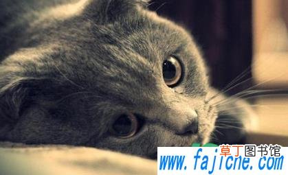 母猫生崽不管怎么办 母猫生完猫不照顾猫崽怎么办