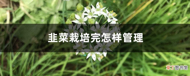 韭菜栽培完怎样管理，韭菜栽培适宜环境