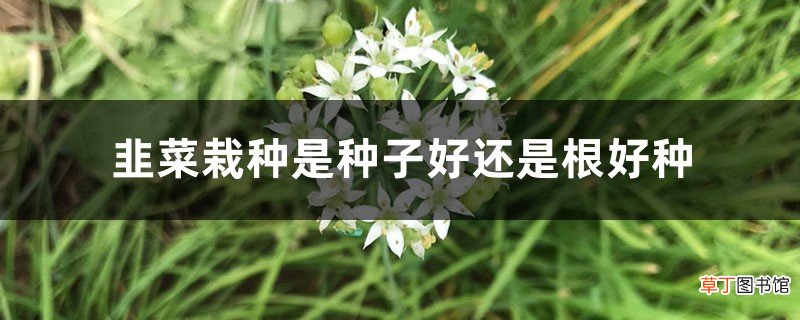 韭菜栽种是种子好还是根好种，重新栽种后需要注意什么