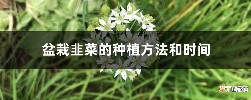 盆栽韭菜的种植方法和时间，是不是每年换一次土