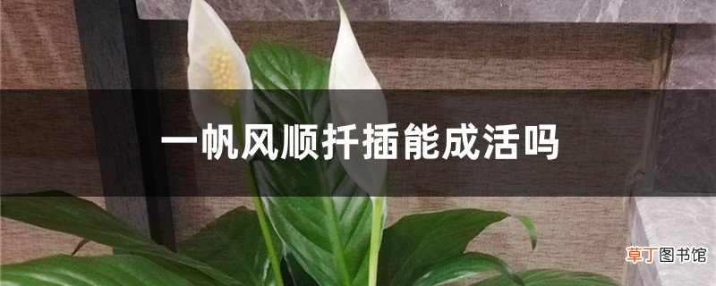 一帆风顺扦插能成活吗，一帆风顺通过什么方法繁殖