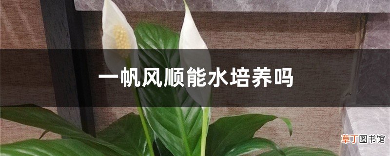 一帆风顺能水培养吗，水培养护方法