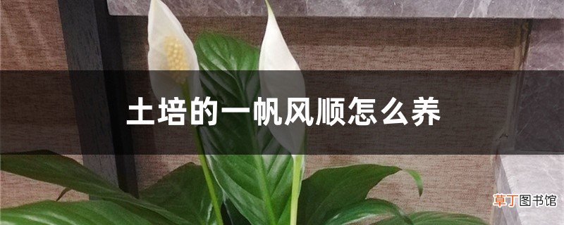土培的一帆风顺怎么养，土培一帆风顺好吗