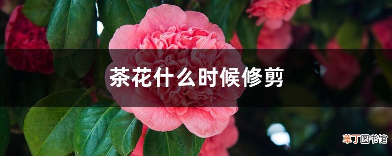 茶花什么时候修剪，茶花修剪时间和方法
