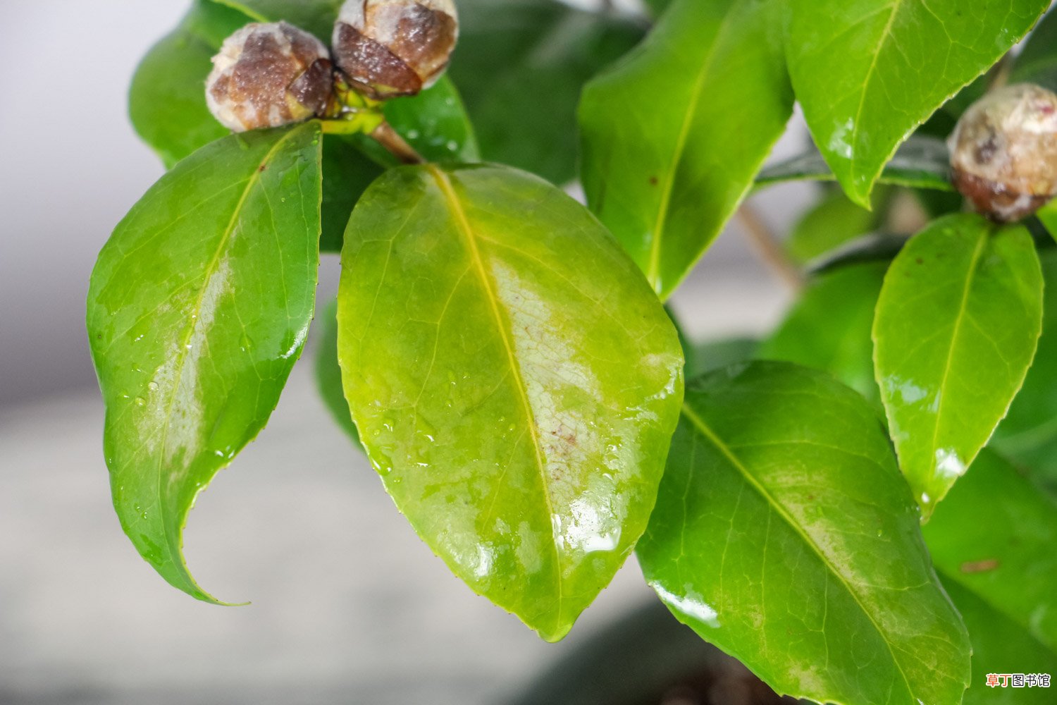 茶花什么时候修剪，茶花修剪时间和方法