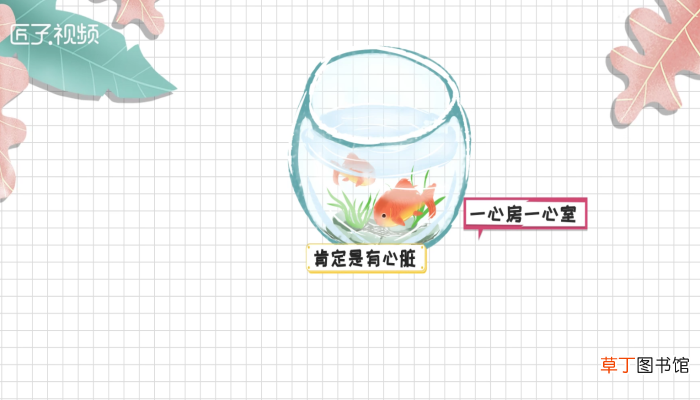 鱼有没有心脏