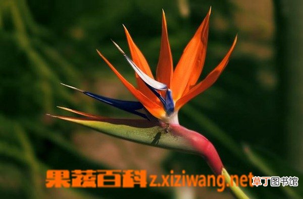 鹤望兰的种植要点及栽培技术