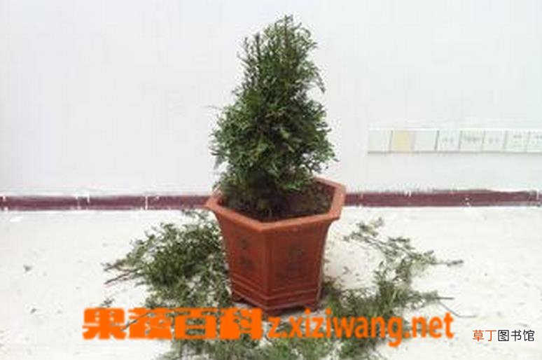 红豆杉修剪步骤图解