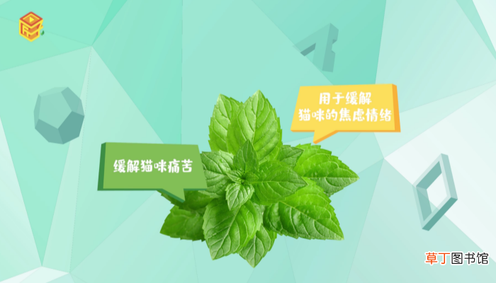 猫薄荷对猫有什么作用
