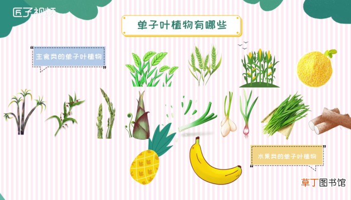 单子叶植物有哪些