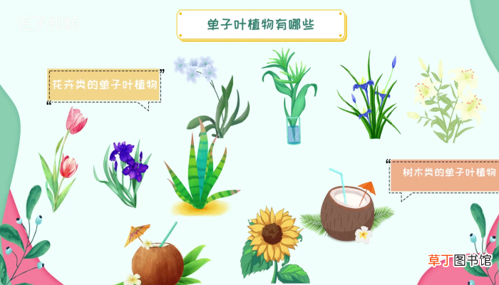 单子叶植物有哪些