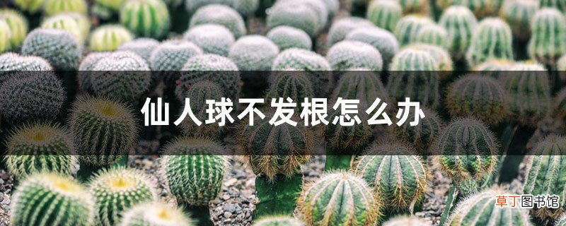 仙人球不发根怎么办