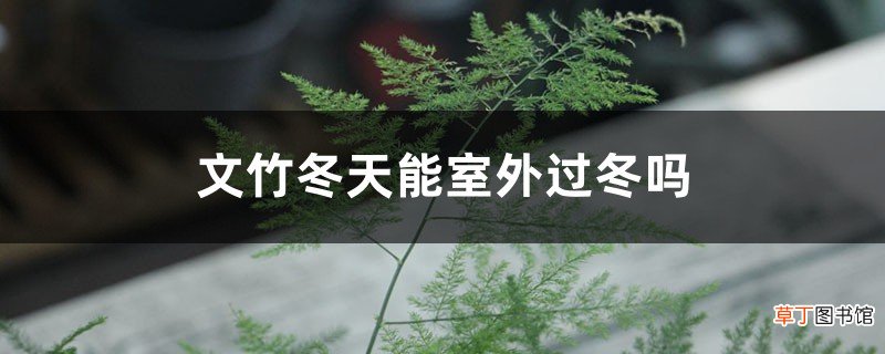 文竹冬天能室外过冬吗