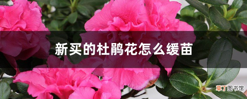 新买的杜鹃花怎么缓苗