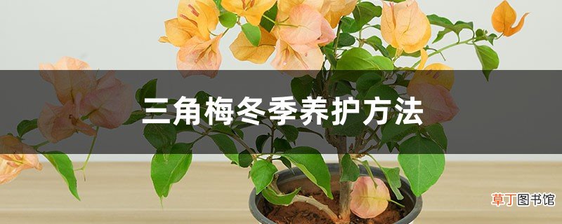 三角梅冬季养护方法