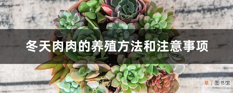 冬天肉肉的养殖方法和注意事项