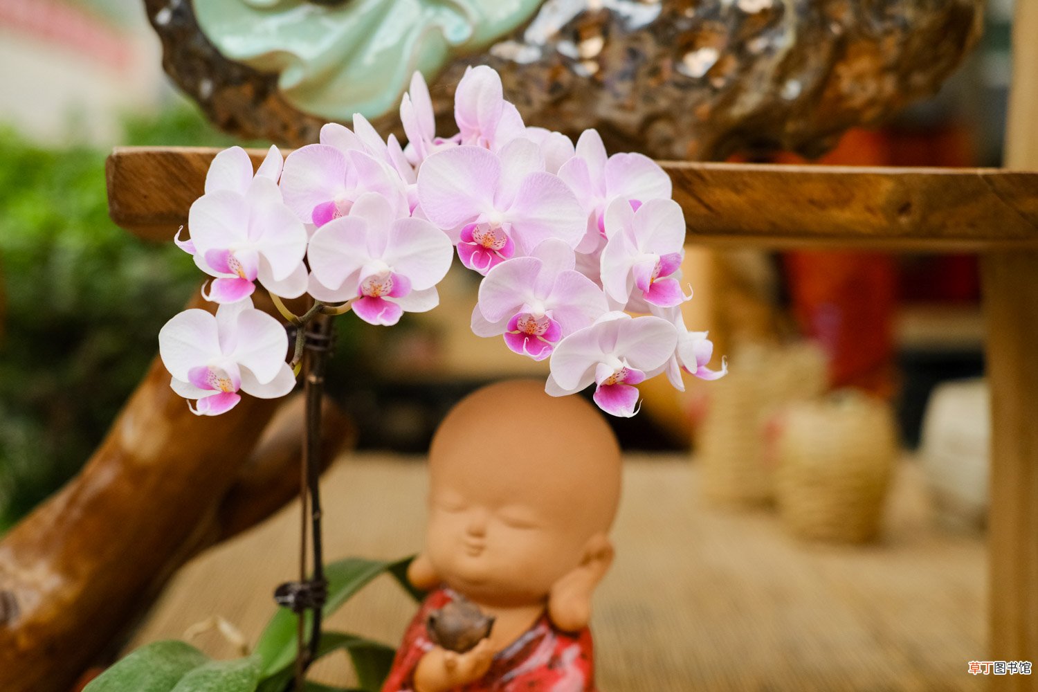 蝴蝶兰花期多长，蝴蝶兰花期养护