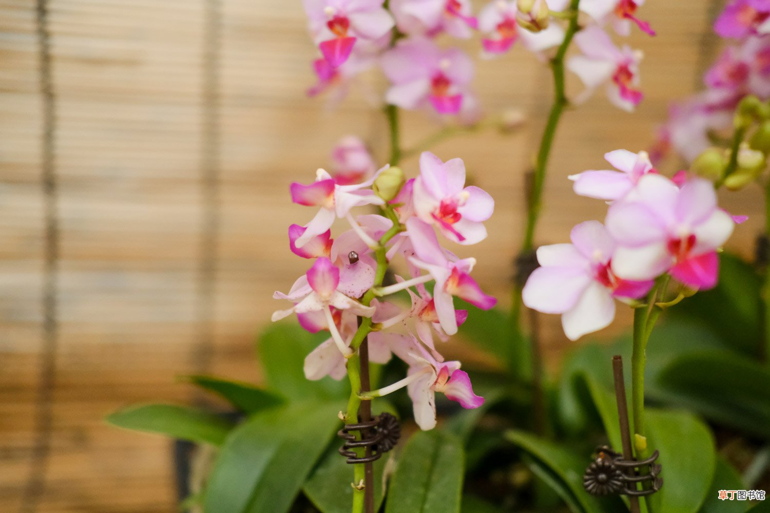 蝴蝶兰花期多长，蝴蝶兰花期养护