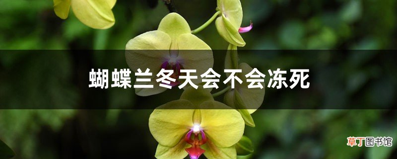 蝴蝶兰冬天会不会冻死，冬天可以换盆吗