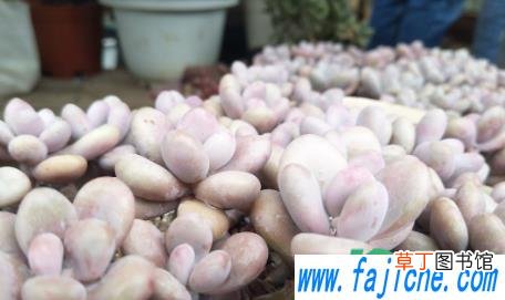 艾伦多肉好怎样养长得旺盛 艾伦多肉好养吗