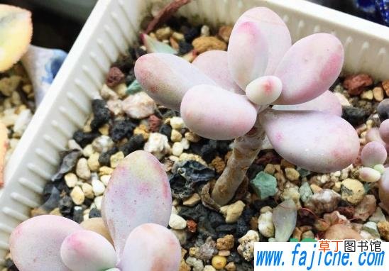 艾伦多肉好怎样养长得旺盛 艾伦多肉好养吗